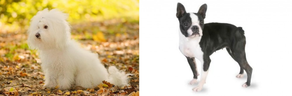 Boston Terrier vs Bichon Bolognese - Breed Comparison