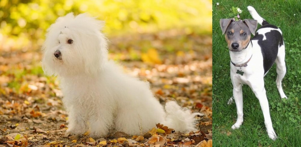 Brazilian Terrier vs Bichon Bolognese - Breed Comparison
