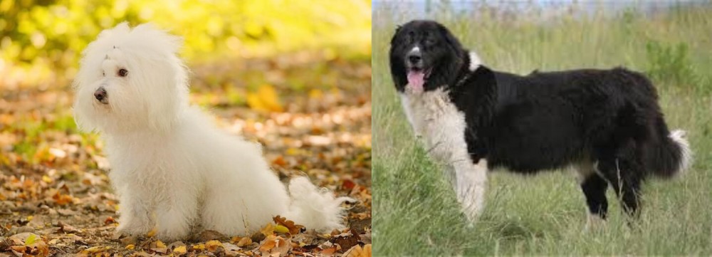 Bulgarian Shepherd vs Bichon Bolognese - Breed Comparison