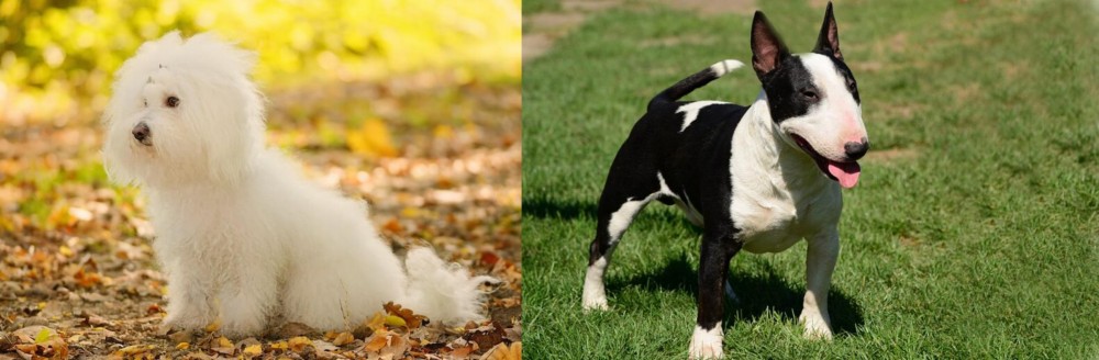 Bull Terrier Miniature vs Bichon Bolognese - Breed Comparison