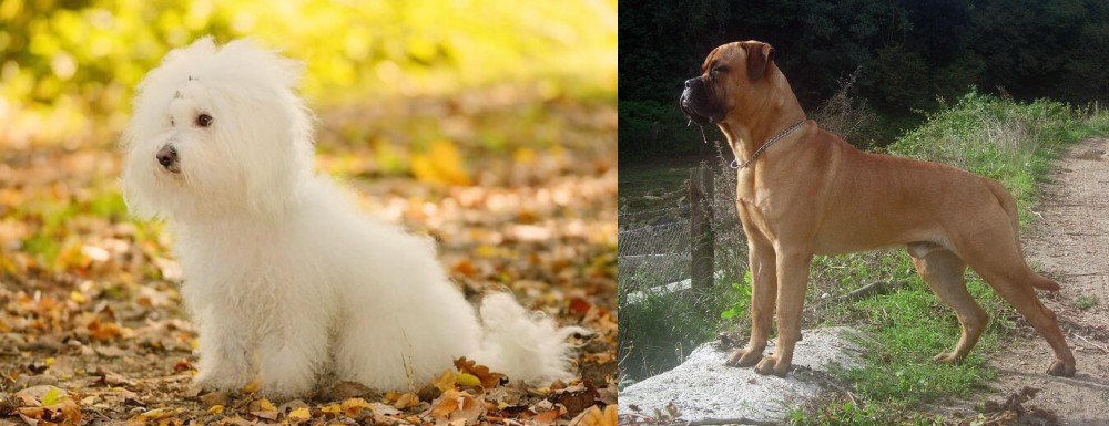 Bullmastiff vs Bichon Bolognese - Breed Comparison