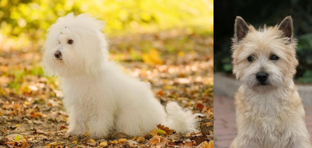 Cairn Terrier vs Bichon Bolognese - Breed Comparison