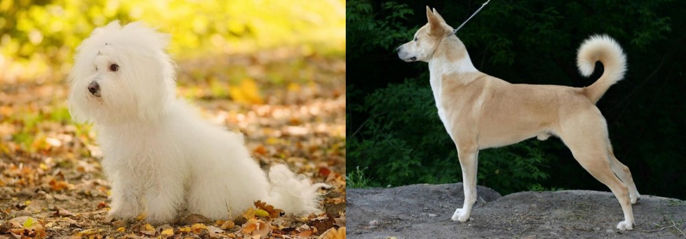 Canaan Dog vs Bichon Bolognese - Breed Comparison