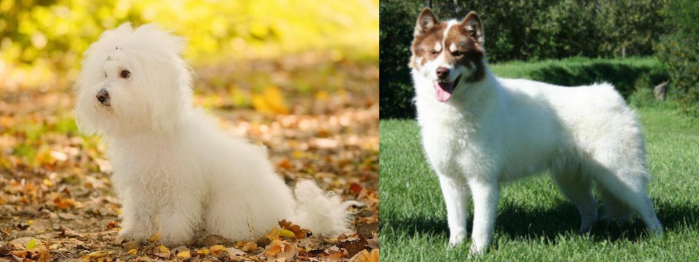 Canadian Eskimo Dog vs Bichon Bolognese - Breed Comparison