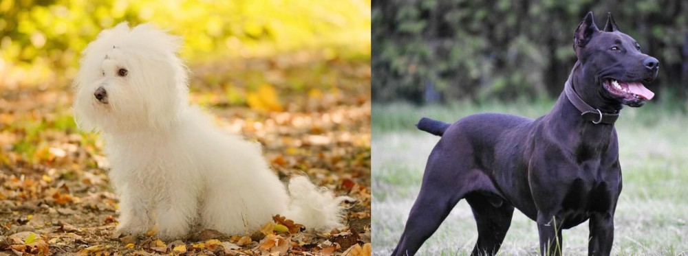 Canis Panther vs Bichon Bolognese - Breed Comparison