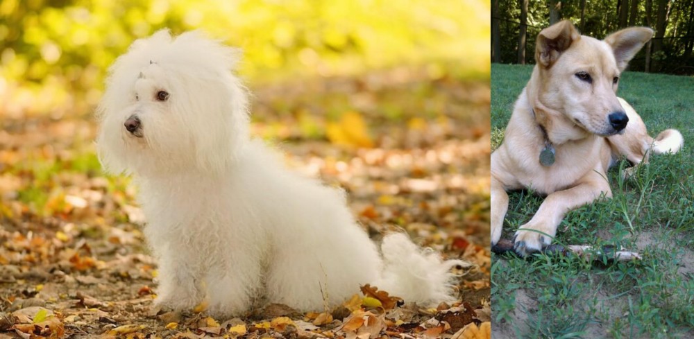 Carolina Dog vs Bichon Bolognese - Breed Comparison