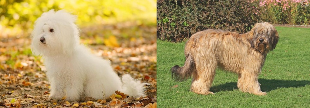 Catalan Sheepdog vs Bichon Bolognese - Breed Comparison