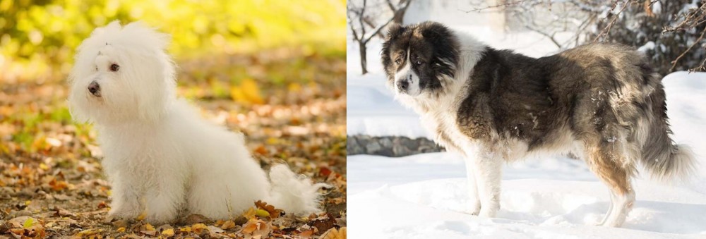 Caucasian Shepherd vs Bichon Bolognese - Breed Comparison