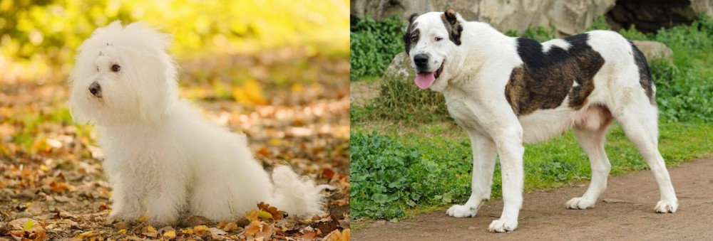 Central Asian Shepherd vs Bichon Bolognese - Breed Comparison