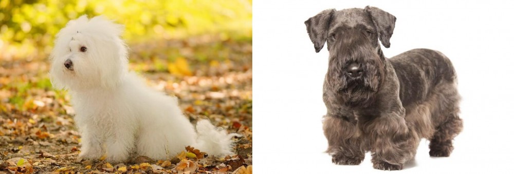 Cesky Terrier vs Bichon Bolognese - Breed Comparison