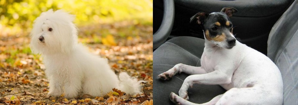 Chilean Fox Terrier vs Bichon Bolognese - Breed Comparison