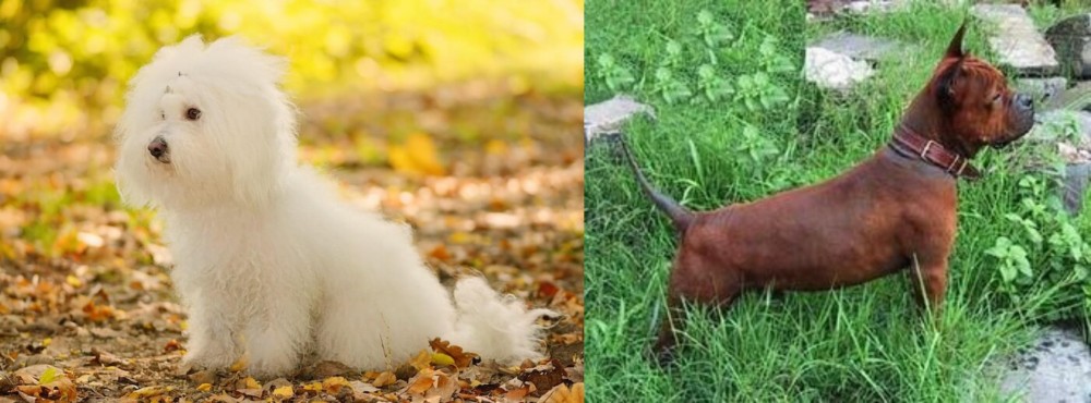 Chinese Chongqing Dog vs Bichon Bolognese - Breed Comparison