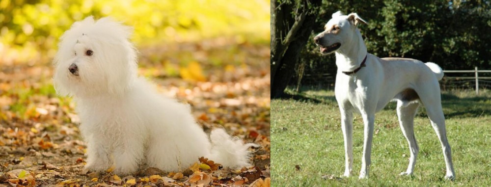 Cretan Hound vs Bichon Bolognese - Breed Comparison