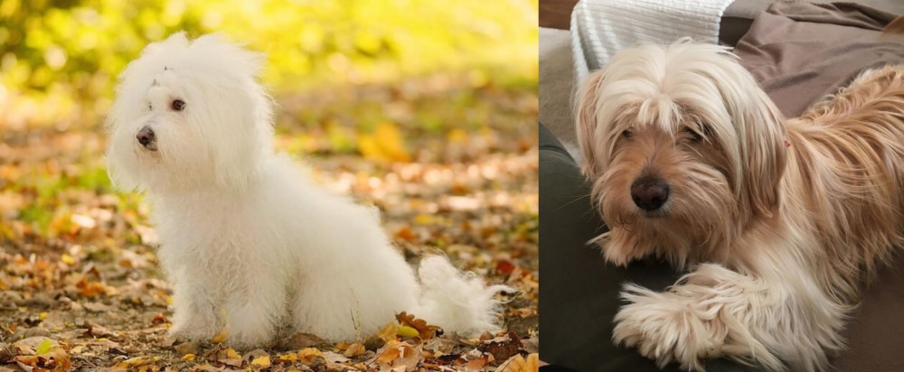 Cyprus Poodle vs Bichon Bolognese - Breed Comparison