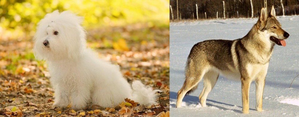 Czechoslovakian Wolfdog vs Bichon Bolognese - Breed Comparison