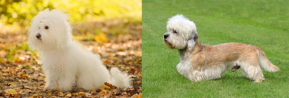 Dandie Dinmont Terrier vs Bichon Bolognese - Breed Comparison