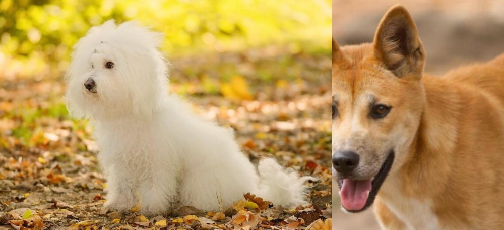 Dingo vs Bichon Bolognese - Breed Comparison