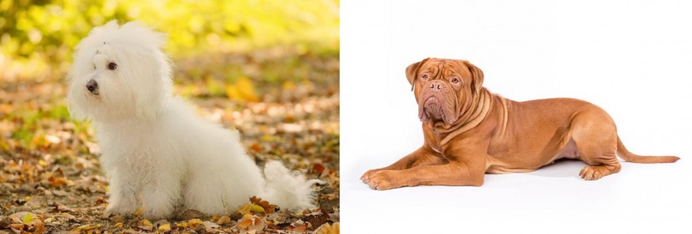 Dogue De Bordeaux vs Bichon Bolognese - Breed Comparison