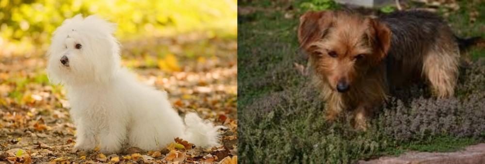 Dorkie vs Bichon Bolognese - Breed Comparison