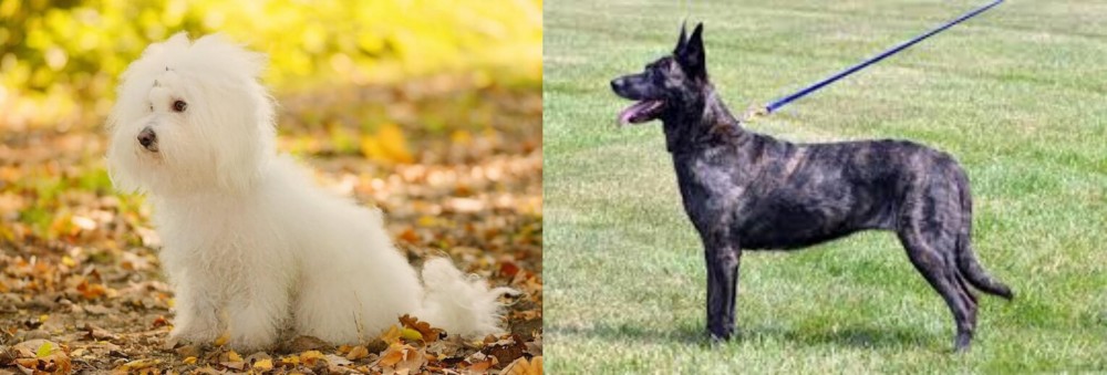 Dutch Shepherd vs Bichon Bolognese - Breed Comparison