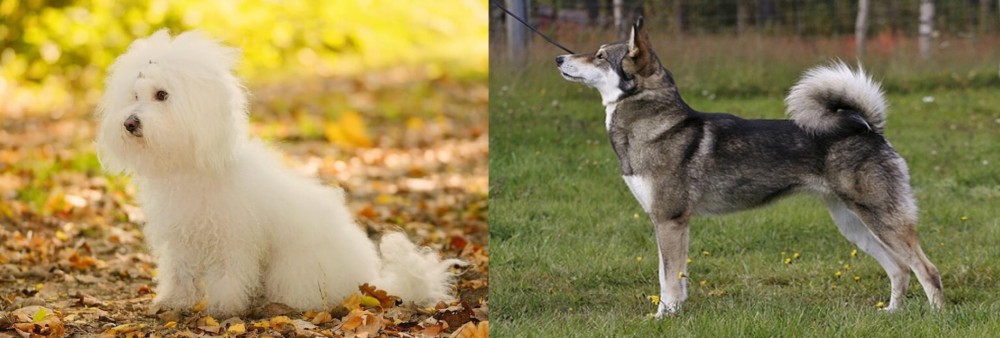 East Siberian Laika vs Bichon Bolognese - Breed Comparison