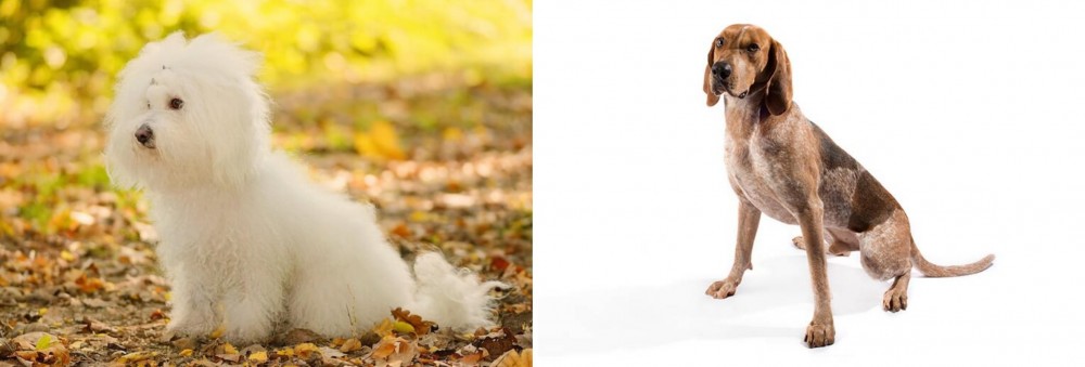 English Coonhound vs Bichon Bolognese - Breed Comparison