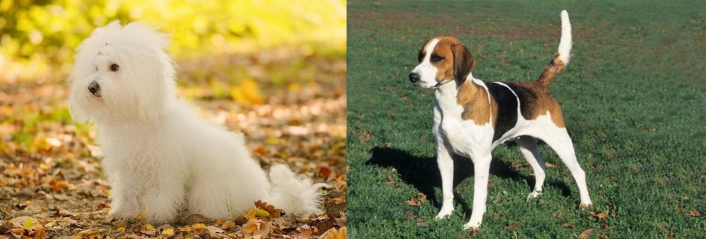 English Foxhound vs Bichon Bolognese - Breed Comparison