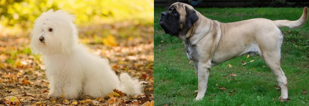 English Mastiff vs Bichon Bolognese - Breed Comparison