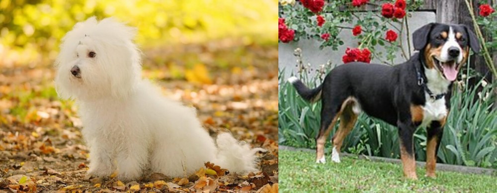 Entlebucher Mountain Dog vs Bichon Bolognese - Breed Comparison