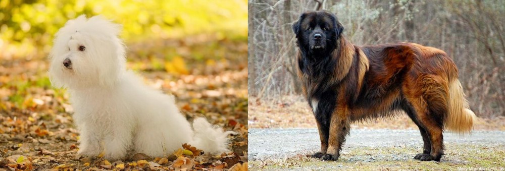 Estrela Mountain Dog vs Bichon Bolognese - Breed Comparison