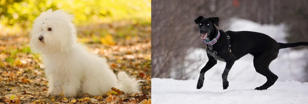 Eurohound vs Bichon Bolognese - Breed Comparison