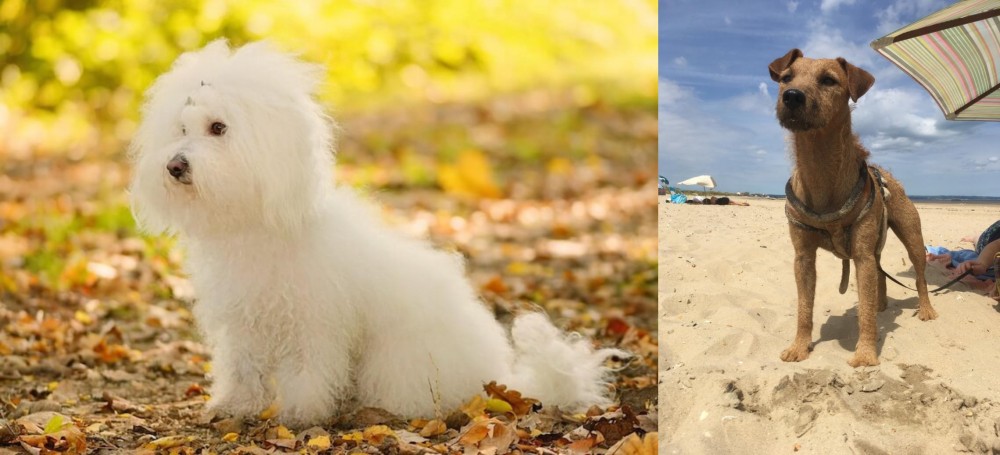 Fell Terrier vs Bichon Bolognese - Breed Comparison
