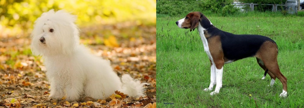 Finnish Hound vs Bichon Bolognese - Breed Comparison