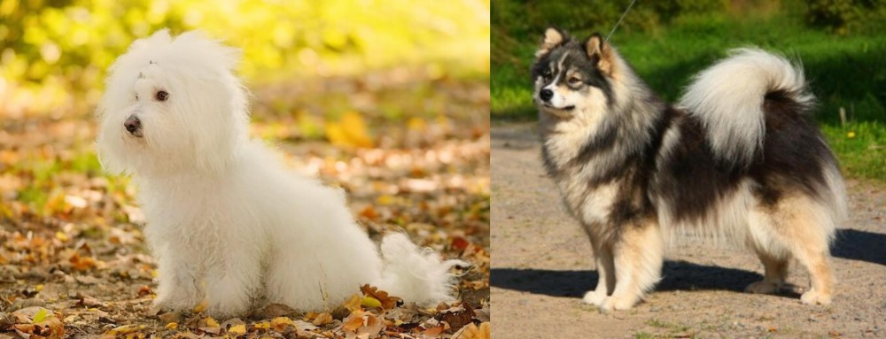 Finnish Lapphund vs Bichon Bolognese - Breed Comparison