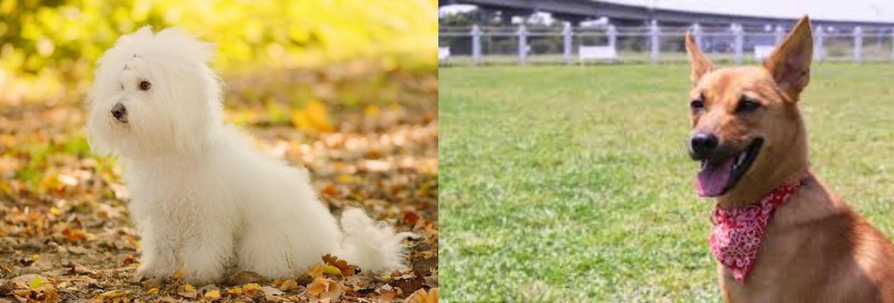 Formosan Mountain Dog vs Bichon Bolognese - Breed Comparison