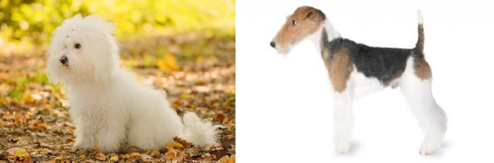 Fox Terrier vs Bichon Bolognese - Breed Comparison