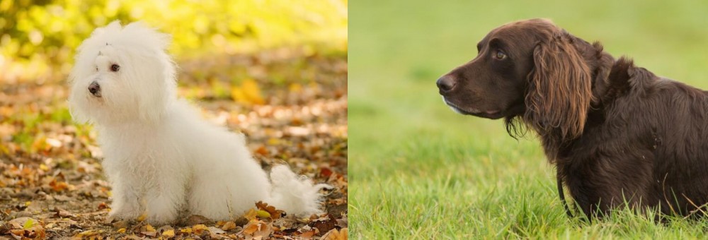 German Longhaired Pointer vs Bichon Bolognese - Breed Comparison