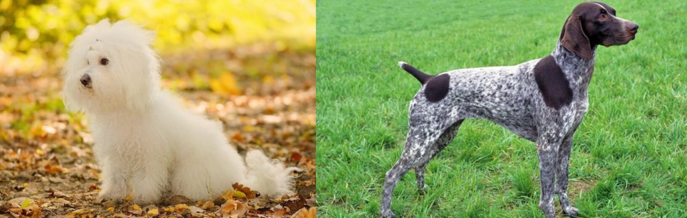 German Shorthaired Pointer vs Bichon Bolognese - Breed Comparison