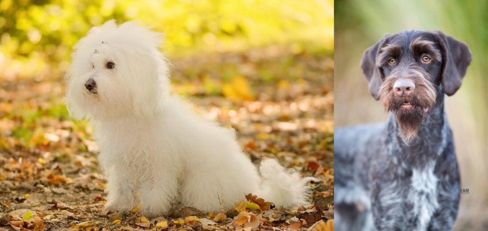 German Wirehaired Pointer vs Bichon Bolognese - Breed Comparison
