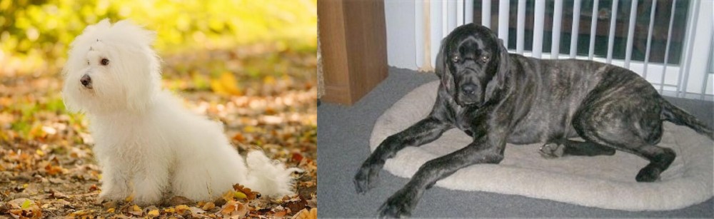 Giant Maso Mastiff vs Bichon Bolognese - Breed Comparison