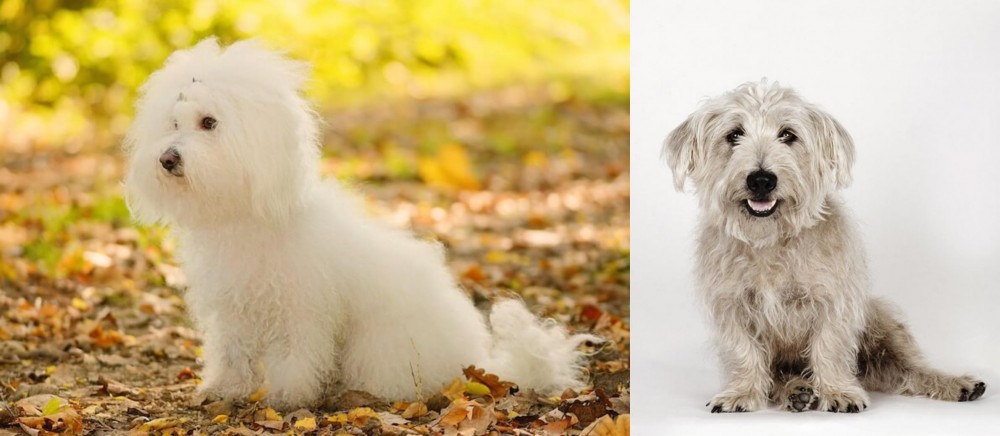 Glen of Imaal Terrier vs Bichon Bolognese - Breed Comparison