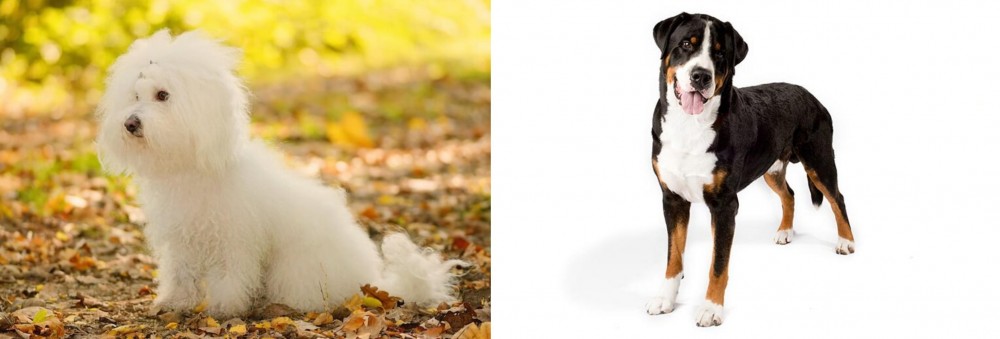 Greater Swiss Mountain Dog vs Bichon Bolognese - Breed Comparison