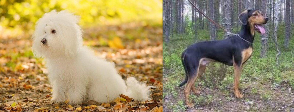 Greek Harehound vs Bichon Bolognese - Breed Comparison