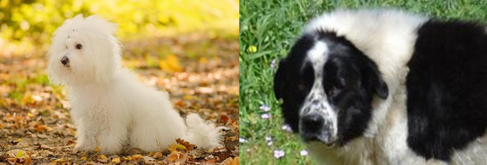 Greek Sheepdog vs Bichon Bolognese - Breed Comparison