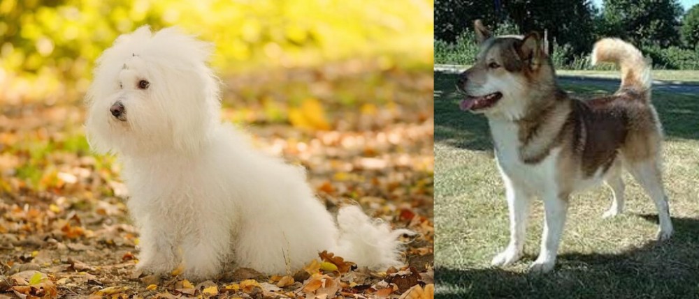 Greenland Dog vs Bichon Bolognese - Breed Comparison