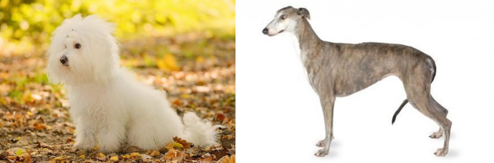 Greyhound vs Bichon Bolognese - Breed Comparison