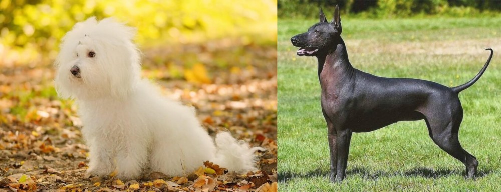 Hairless Khala vs Bichon Bolognese - Breed Comparison