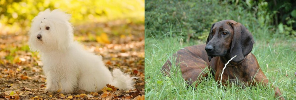 Hanover Hound vs Bichon Bolognese - Breed Comparison