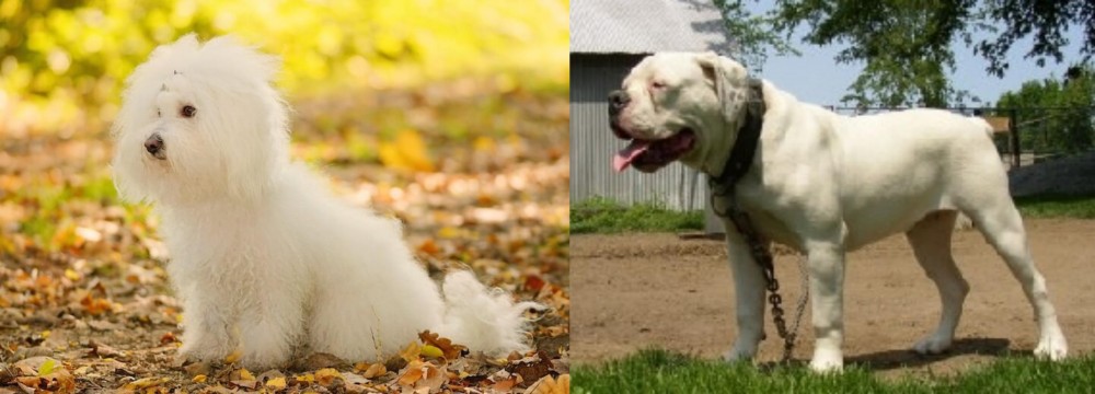 Hermes Bulldogge vs Bichon Bolognese - Breed Comparison