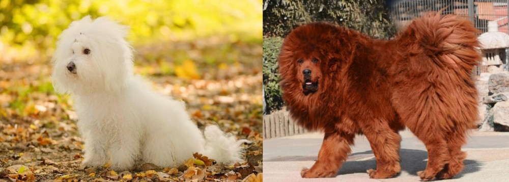 Himalayan Mastiff vs Bichon Bolognese - Breed Comparison